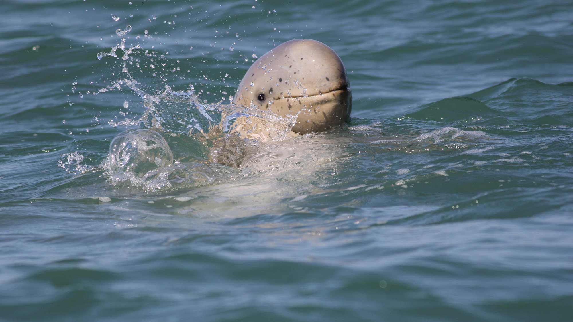 Snubnose dolphin close Snubnose dolphin