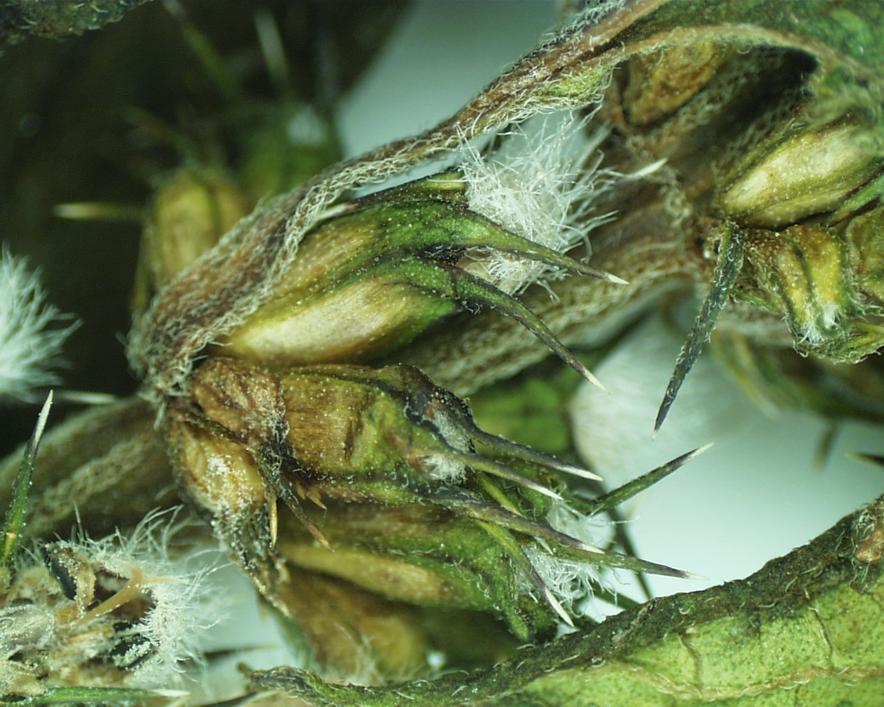 L cardiaca calyces