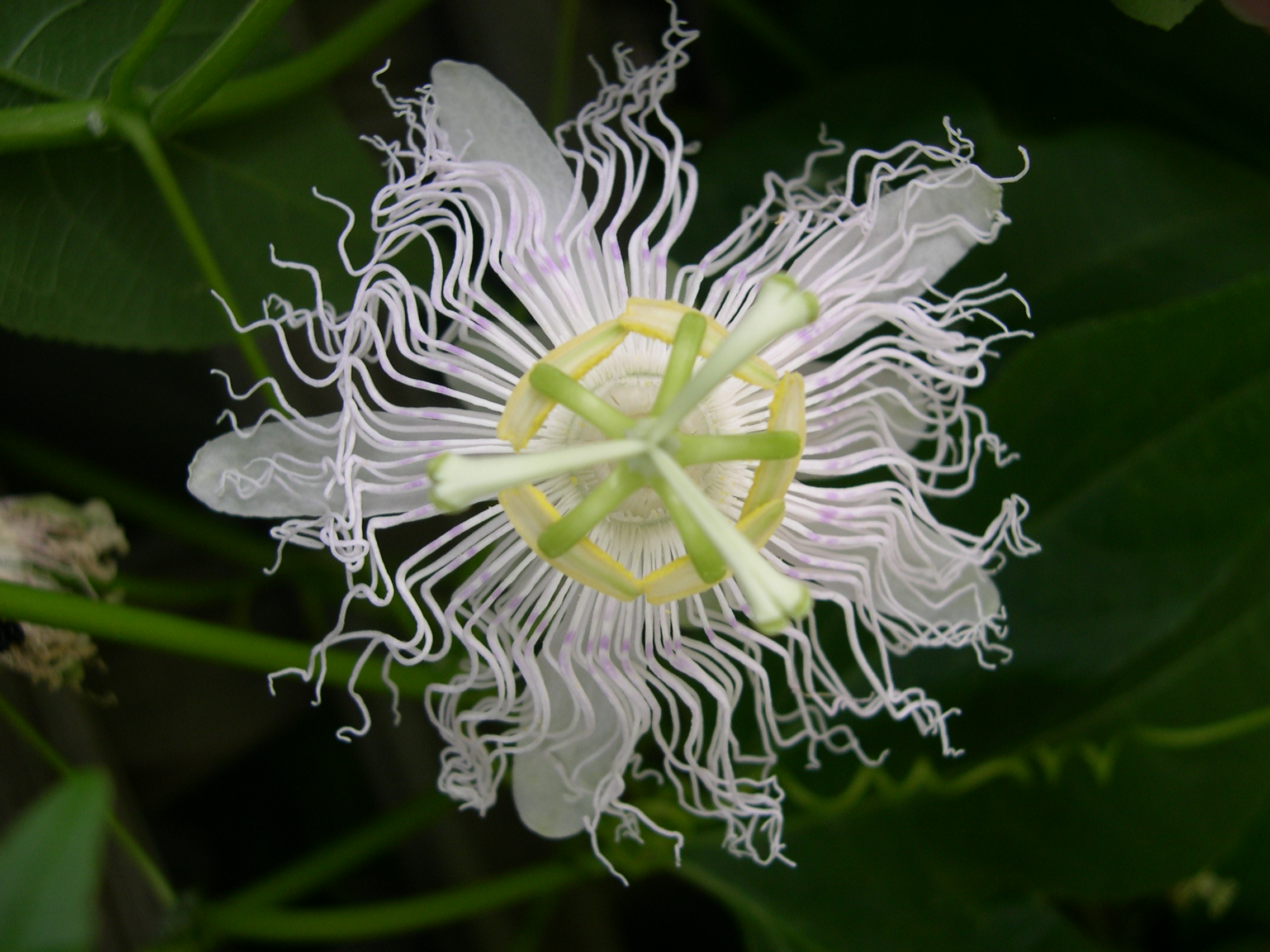P incarnata flower