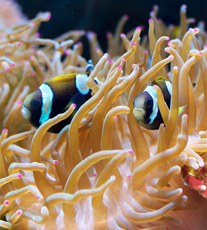 anemonefish also known as Clown fish